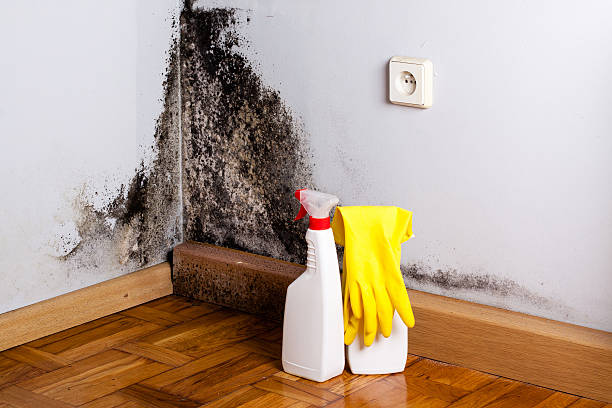 Best Basement Mold Removal  in Planada, CA